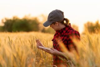 A woman farmer examines the field of cereals and sends data to the cloud from the tablet. Smart farming and digital agriculture.