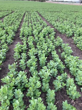 MicrosoftTeams-image (41)