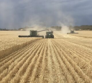 Large scale harvesting
