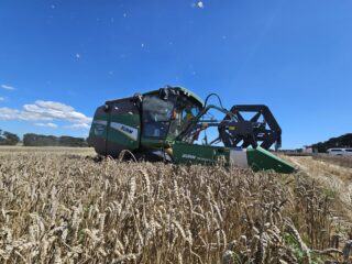 ZURN WHEAT TASSIE 2023