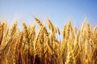 Wheat