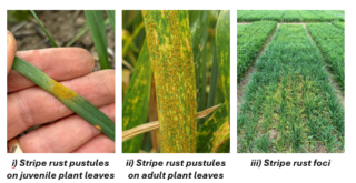 Stripe rust
