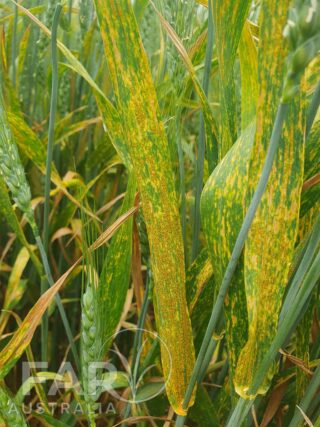 stripe rust InGRAINed email