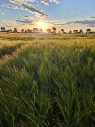 millicent-sa-ctc-image-2025