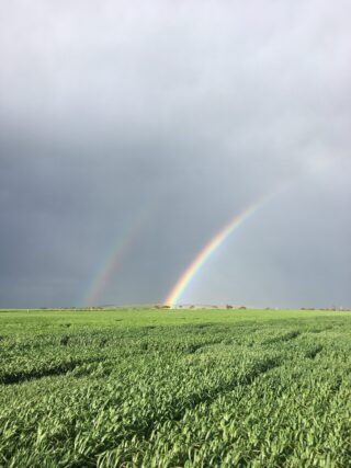 rainbow-over-legumes