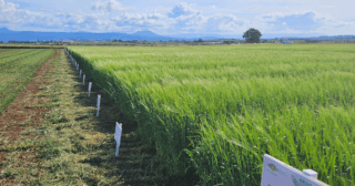 hagley-tas-flyer-image